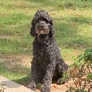 Meet your Posher, Allison